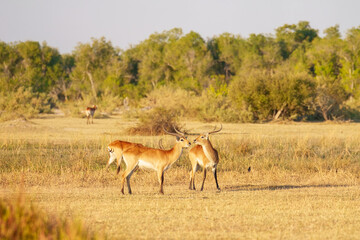 Naklejka premium Lechwe, Kobus leche, antelope in the golden grass wetlands. Lechve running in the river water, Okavango delta, Botswana in Africa. Wildlife scene from nature. 