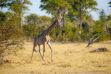 The giraffe is an African artiodactyl mammal, the tallest living terrestrial animal and the largest ruminant. Botswana, Moremi reserve