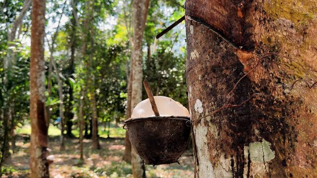 Latex extracted from rubber tree (Hevea Brasiliensis) as a source of natural rubber, Natural rubber from tree in cup.