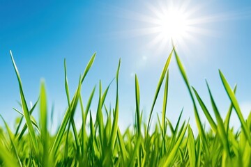 Fototapeta premium 青空の下で輝く緑の草原と明るい太陽の光
