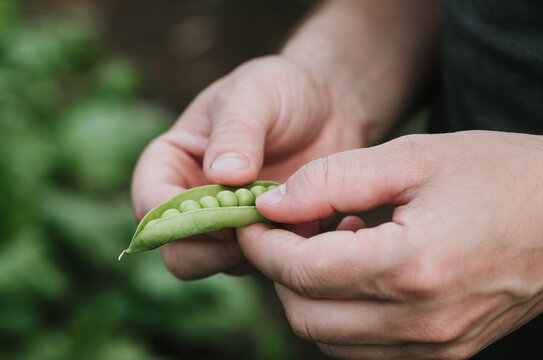 Hands Shelling Fresh Green Peas with Natural Background