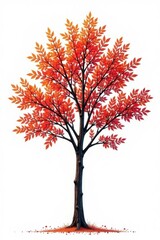 Isolated branches of a tree on white background, branches, isolated