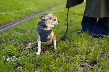 Small chihuahua in a sweater standing in a grassy park setting
