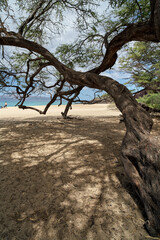 Obraz premium tree on the beach