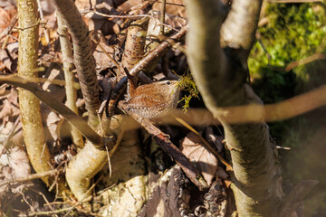 Eurasian wren with moss in beak for nesting, Augsburg, Siebenbrunn, Germany, March 17, 2025