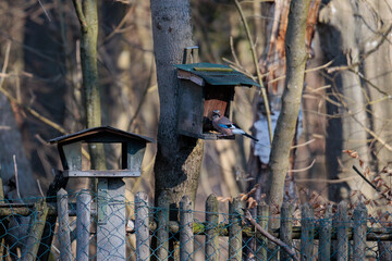 Eurasian Jay in flight near birdhouse, Augsburg, Siebenbrunn, Germany, March 17, 2025