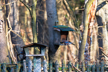 Eurasian Jay in flight near birdhouse, Augsburg, Siebenbrunn, Germany, March 17, 2025