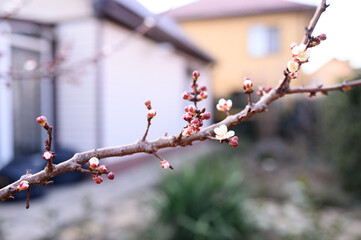 Swelling buds on a tree on the background of a house. Blossom. Spring.