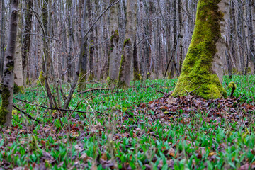 Wild garlic carpet covering forest floor in spring, Augsburg, Siebenbrunn, Germany, March 14, 2025
