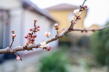 Swelling buds on a tree on the background of a house. Blossom. Spring.