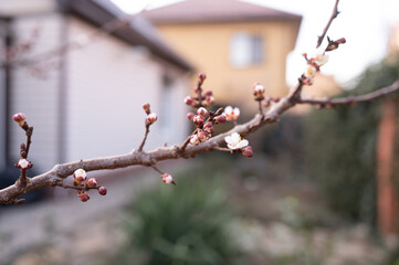 Swelling buds on a tree on the background of a house. Blossom. Spring.