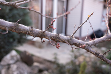 Swelling buds on a tree on the background of a house. Blossom. Spring.