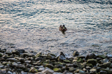 Duck on Lake Como , Italy
