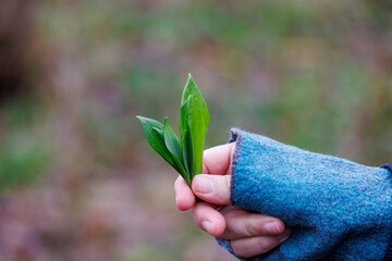 Freshly picked wild garlic leaves in hand, Augsburg, Siebenbrunn, Germany, March 14, 2025