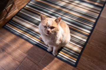 A red-haired, brutal domestic fluffy cat living in a private sector outside the city is sitting on...
