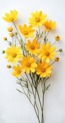 Vibrant yellow flowers arranged on a white background.  Close-up view showcasing delicate petals and stems
