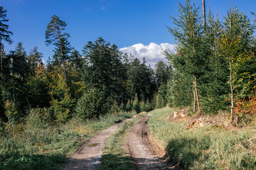 Obraz premium Scenic dirt road winding through a lush forest in autumn under a clear blue sky