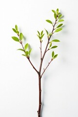 Isolated branches on white background with some subtle cracks and shadows, background, texture