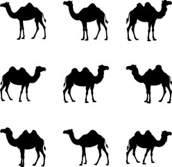 Naklejka premium Nine Camel Silhouettes: Desert Animal Images