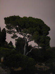 Cypress tree at night.