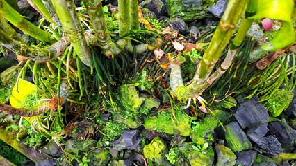 Orchid plants (Orchidaceae) with growing media that are cared for until the flowers bloom. Ornamental flower plants with various types of flowers and various colors.