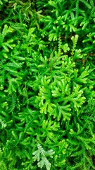 Selaginella apoda plant known as spikemoss meadow, is a lycophyte plant is an ornamental plant.