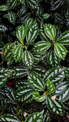Obraz premium Peperomia Puteolata (Parallel Peperomia) plant. The ornamental plants that are planted in the yard area of a house, garden or room.