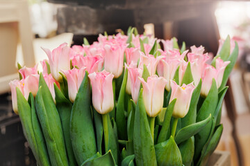 Close-up rows fresh yellow Dutch tulip bouquets wrapped white paper vibrant street  flower market sale. Lot multicolored tulips bouquets. Floral blooming wholesale retail plant store. Florist service