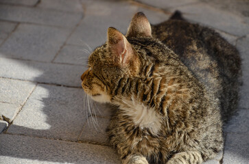 Gray cat on the street in Syracuse, Sicily	