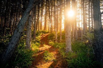 Golden sun shining through thick forest. Well walked pathway leading to the sunset 
