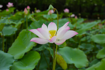 Pink and white lotus flowers in full bloom with green leaves