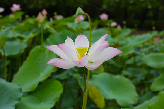 Pink and white lotus flowers in full bloom with green leaves - Powered by Adobe