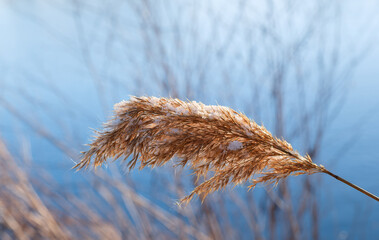 Closeup of reeds in Hunterdon County, New Jersey