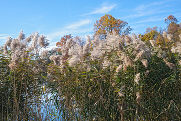 Closeup reeds, New Jersey