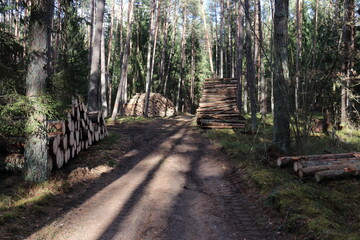 Piles of logs in the forest