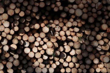 Fir tree logs