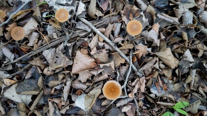 Mushrooms sprouting among autumn leaves on forest floor, nature exploration, fall foliage season
