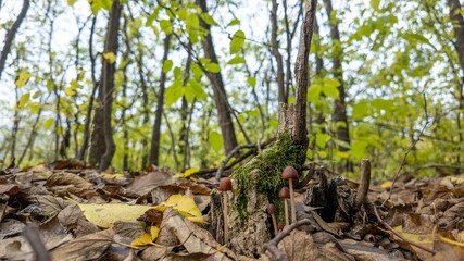 Forest floor with mushrooms and moss, autumn scenery, nature exploration, woodland tranquility, hiking adventure