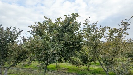 Fototapeta premium Orchard with lush apple trees, ideal for autumn harvest concepts and sustainability themes