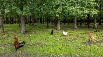 Chickens roaming freely in a lush green forest, pastoral life in summer, sustainable farming concept
