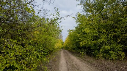 Dirt path through vibrant green forest, perfect for hiking trails, nature exploration, serene...