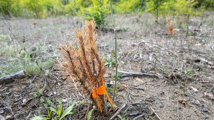 Young sapling marked with orange tape in a dry field, reforestation effort, environmental conservation