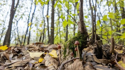 Mushrooms growing among autumn leaves in a forest, perfect for fall harvest and nature exploration themes