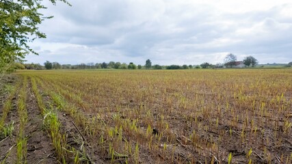 Obraz premium Harvested rice field under cloudy sky, rural agriculture, serenity in nature, post-harvest landscape