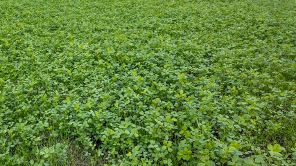 Lush green clover field, symbolizing good luck, ideal for St Patrick's Day, nature concept