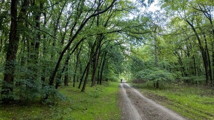 Tranquil forest path surrounded by lush greenery under a partly cloudy sky, nature escape, hiking adventure