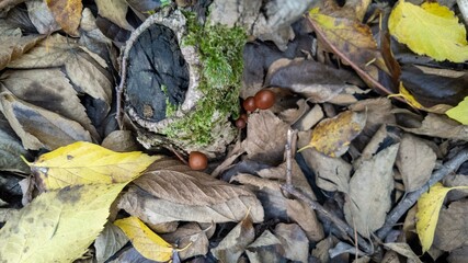 Forest mushrooms and moss-covered log amid autumn leaves, fall season, nature exploration, organic growth