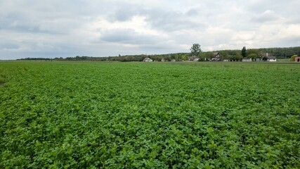 Expansive green clover field under cloudy sky, ideal for nature backgrounds, peaceful rural landscape