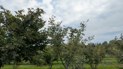 Lush green trees under a cloudy sky, peaceful nature scenery, perfect for Earth Day visuals