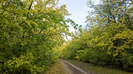 Obraz premium Dirt path through lush green forest, tranquil nature walk, serene foliage scenery, spring exploration journey